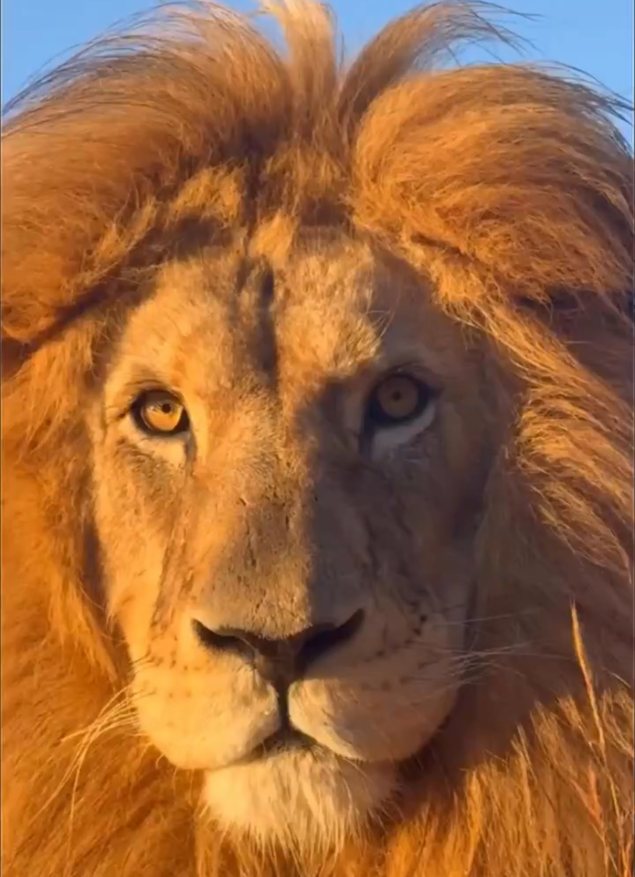 El día que un león me dejó en visto.