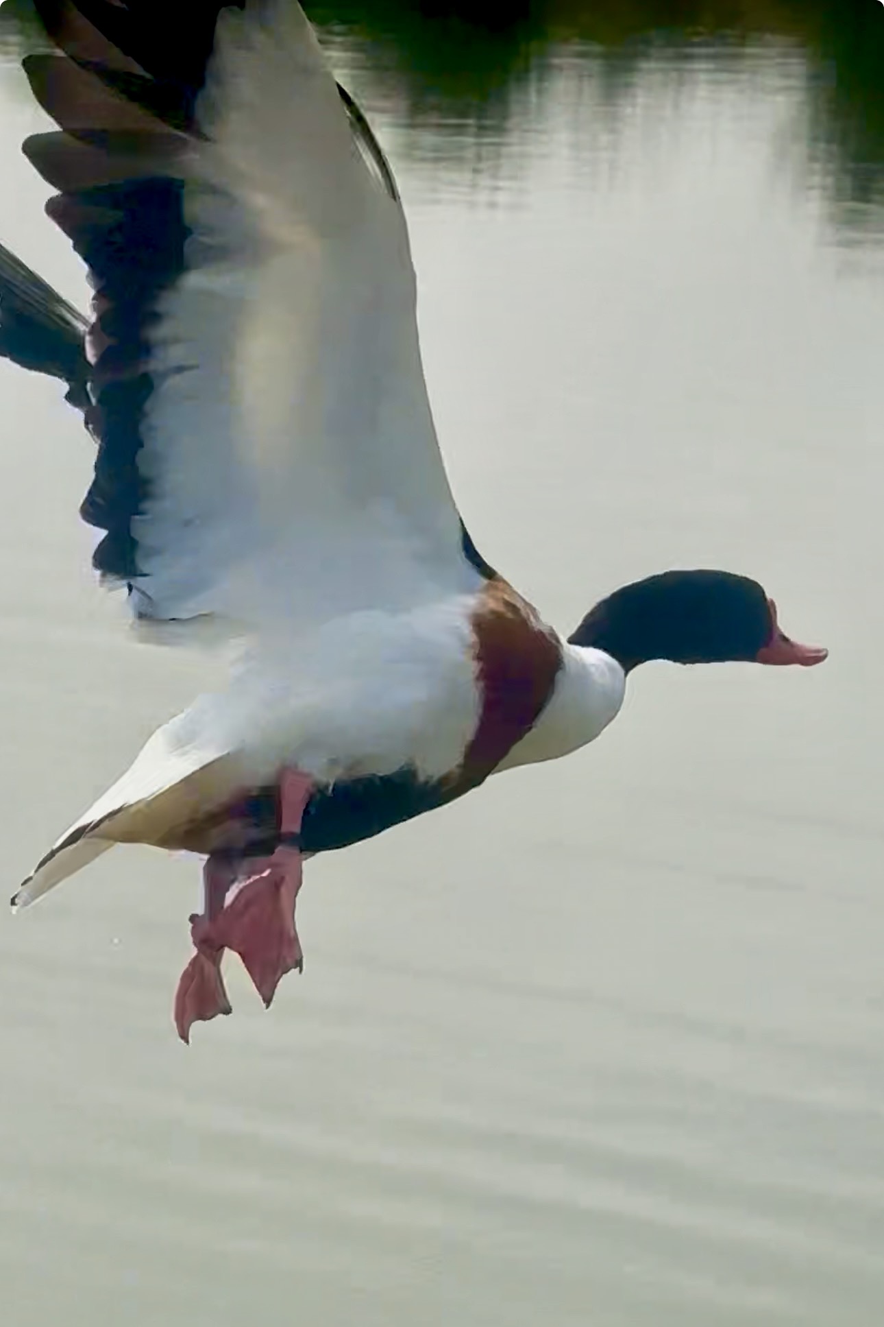 Socio de alto vuelo.